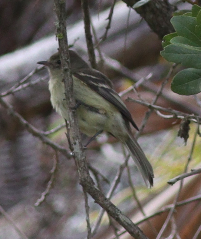 Hispaniolan Elaenia (Elaenia cherriei), photo 8
