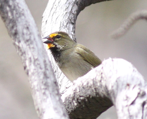 Yellow-faced Grassquit (Tiaris olivaceus), photo 9