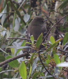 Hispaniolan Elaenia (Elaenia cherriei), photo 5