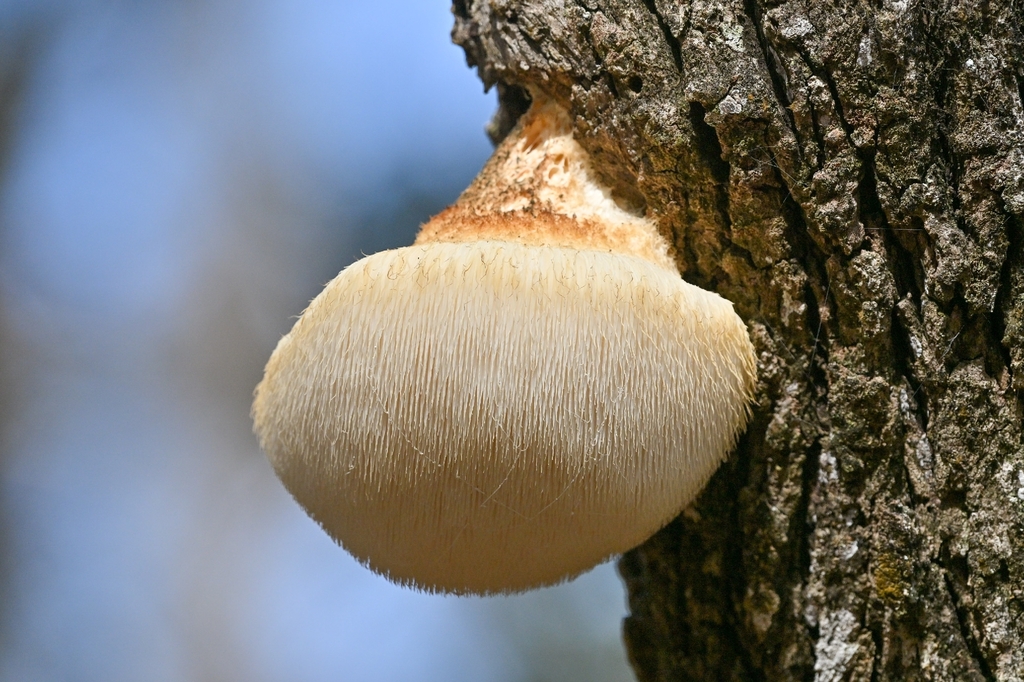 Hericium erinaceus · January 2026 · photo: © tomkennedy (iNaturalist, cc-by)