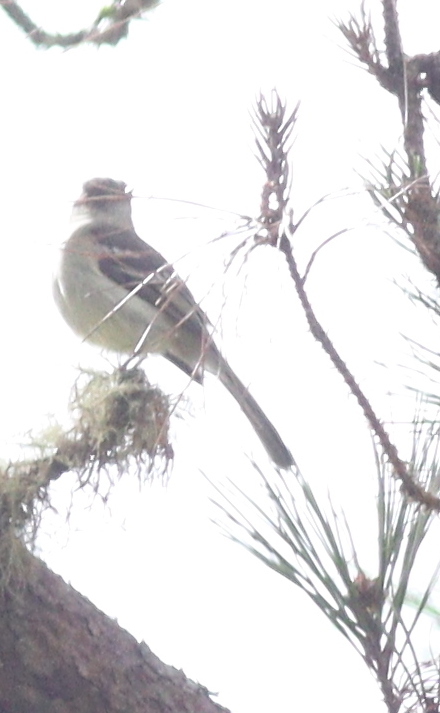 Hispaniolan Elaenia (Elaenia cherriei), photo 7