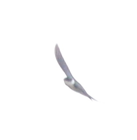 Golden Swallow (Tachycineta euchrysea), photo 7