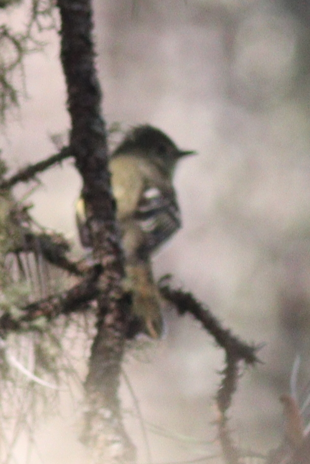 Hispaniolan Elaenia (Elaenia cherriei), photo 3
