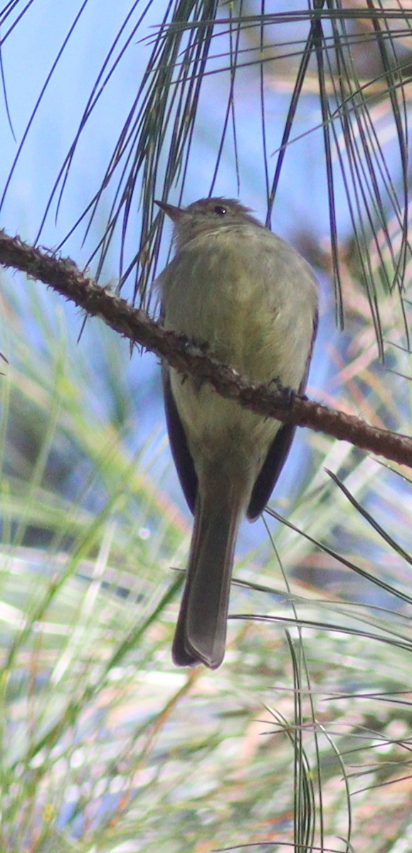 Hispaniolan Elaenia (Elaenia cherriei), photo 4
