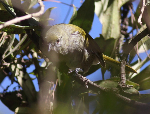 Green-tailed Warbler (Microligea palustris), photo 2