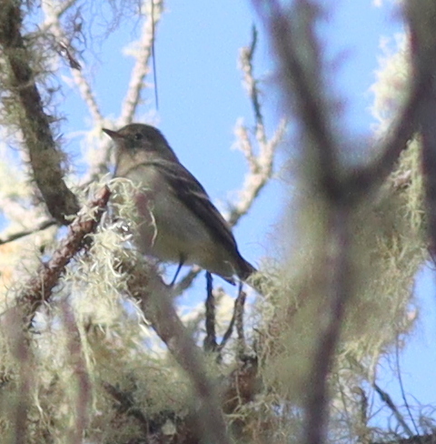 Hispaniolan Elaenia (Elaenia cherriei), photo 6