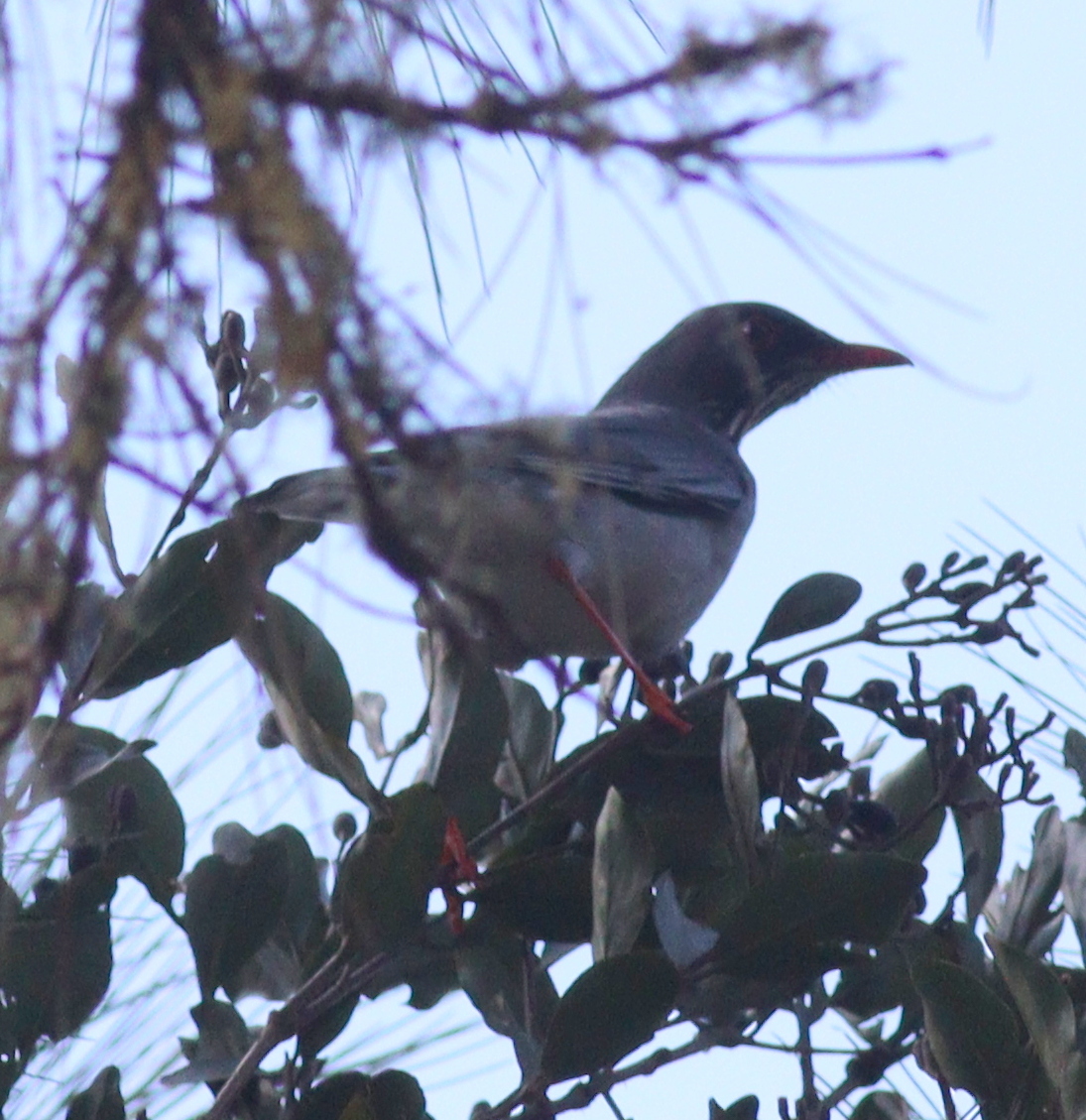 Eastern Red-legged Thrush (Turdus ardosiaceus), photo 2