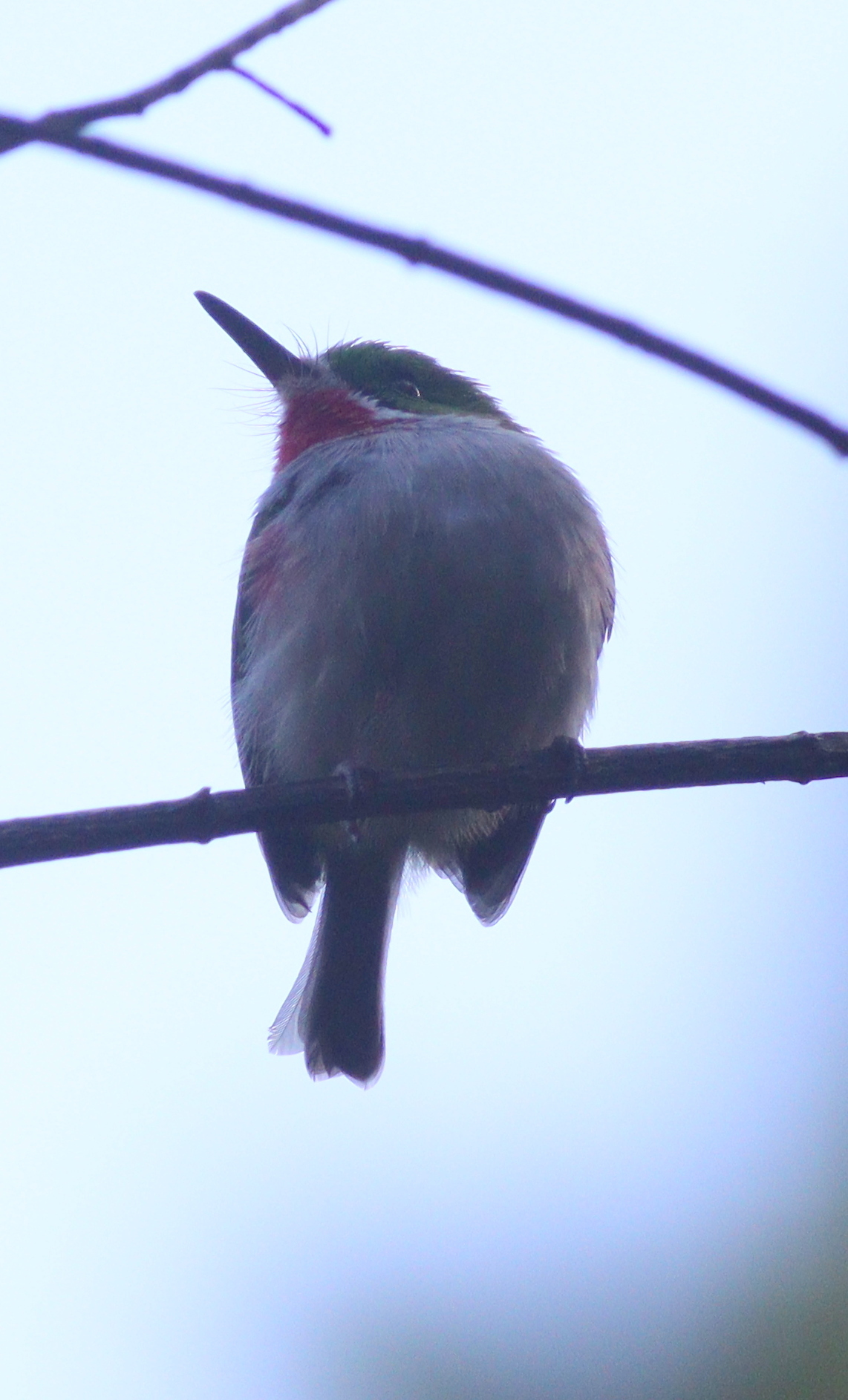 Narrow-billed Tody (Todus angustirostris), photo 2