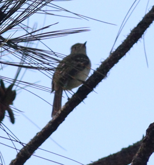 Hispaniolan Elaenia (Elaenia cherriei), photo 9