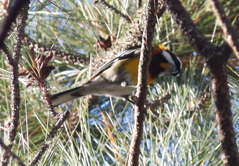Hispaniolan Spindalis (Spindalis dominicensis), photo 1