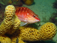 Hypoplectrodes maccullochi