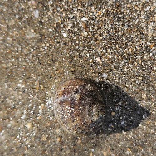 Natica marochiensis observed 2026-01-11