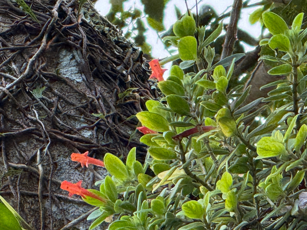 Columnea scandens; photograph (c) Karen Saunders, some rights reserved (CC BY)