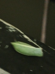 Phyllyphanta producta