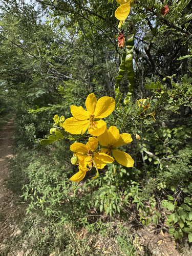 Senna polyphylla, photograph 3