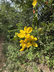 (c) Emmett Serrano, some rights reserved (CC BY) Senna polyphylla, photograph (c) Emmett Serrano, some rights reserved (CC BY)