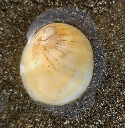 Polinices hepaticus observed 2026-01-11