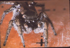 Habronattus anepsius