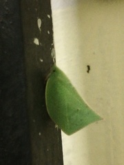 Phyllyphanta producta