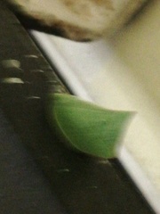 Phyllyphanta producta