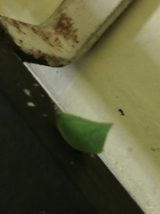 Phyllyphanta producta