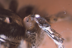 Habronattus anepsius