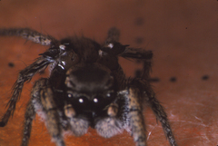 Habronattus anepsius