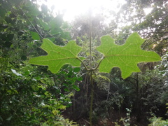 Stigmaphyllon angulosum