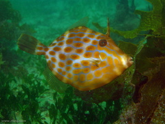 Eubalichthys mosaicus