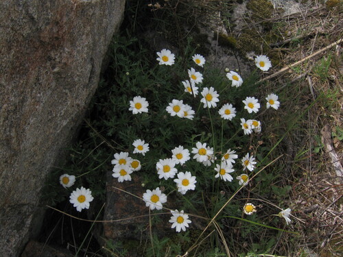 Phalacrocarpum oppositifolium, photograph 6