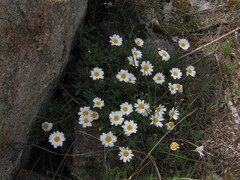 Phalacrocarpum oppositifolium, photograph (c) zebedeugalinha, some rights reserved (CC BY)