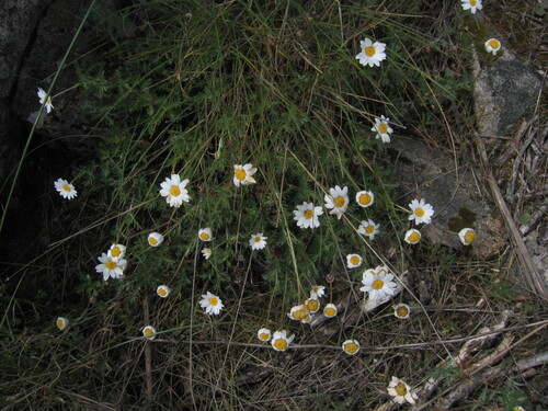 Phalacrocarpum oppositifolium, photograph 5