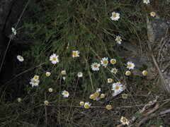 Phalacrocarpum oppositifolium, photograph (c) zebedeugalinha, some rights reserved (CC BY)