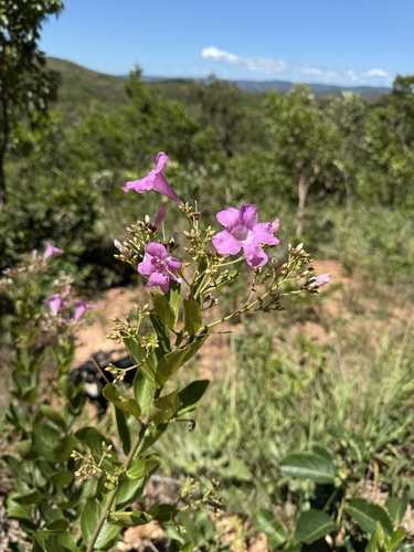 Fridericia platyphylla observed 2026-01-11