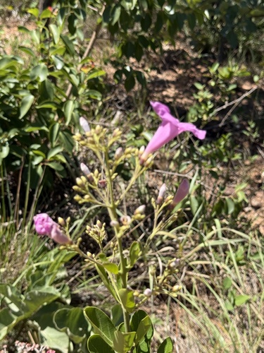 Fridericia platyphylla, photograph 5