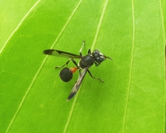 Ropalidia sumatrae