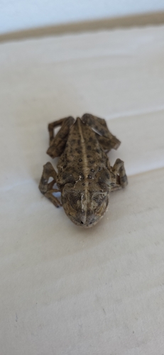Woodhouse's Toad observed by dsmith81