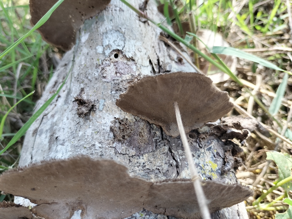 Hexagonia hydnoides · January 2026 · photo: © mar_y_sierra_silvestre (iNaturalist, cc0)
