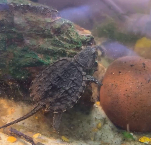 Common Snapping Turtle observed by shbayley
