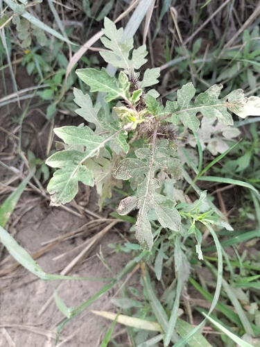 Solanum grayi, photograph 4