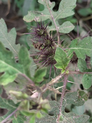 Solanum grayi, photograph 5