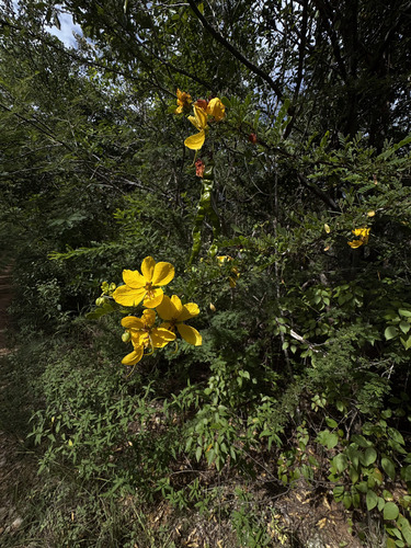 Senna polyphylla, photograph 4