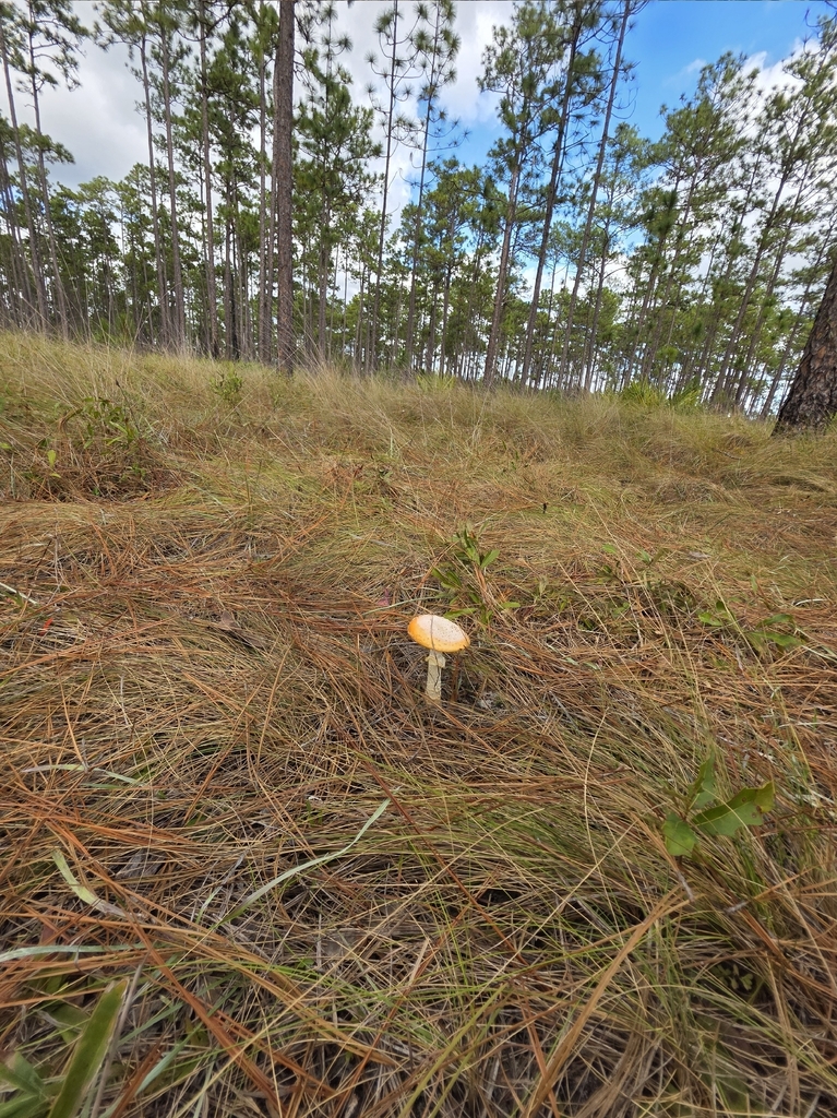 Amanita persicina · January 2026 · photo: © milkweed_mapper (iNaturalist, cc-by)