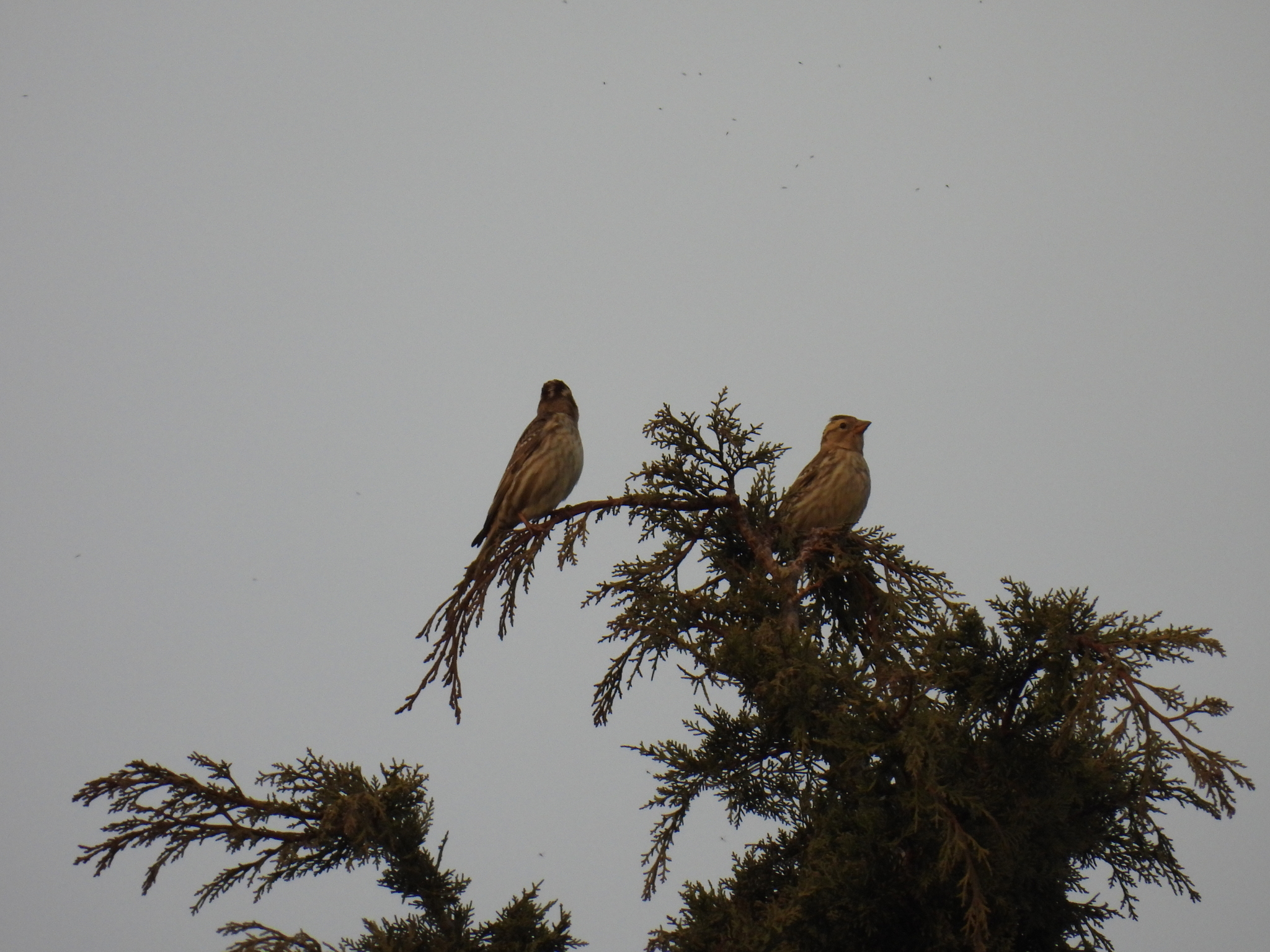 Rock Sparrow (Petronia petronia), photo 7