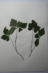Rubus arcticus acaulis