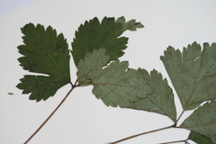 Rubus arcticus acaulis