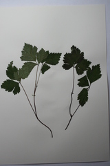 Rubus arcticus acaulis