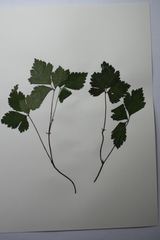 Rubus arcticus acaulis
