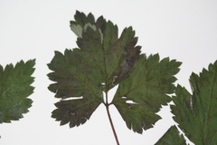 Rubus arcticus acaulis