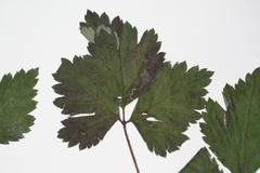 Rubus arcticus acaulis